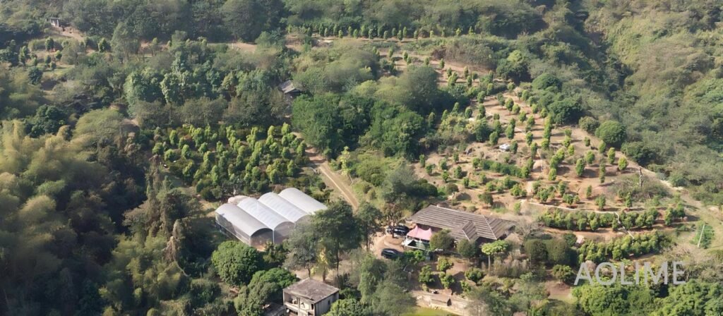 Aolime Lemon Myrtle Plantation, 28 years farm irrigated by mountain spring water
